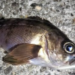 メバル活性高し